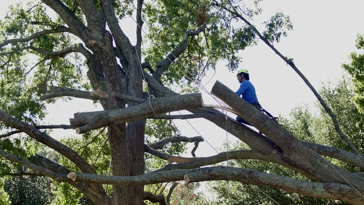 Professional Crown Thinning performed by certified arborists in Wilber